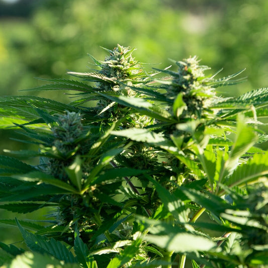 Organic CBD Tincture Shama Mystic